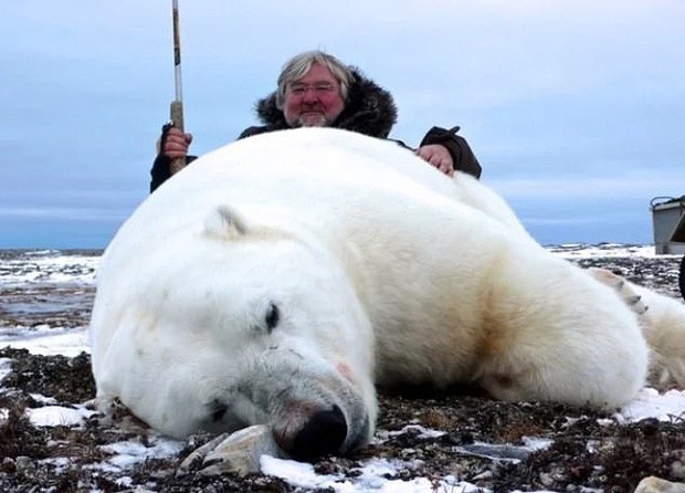 Vạch trần các tour săn bắn 5.000 con gấu Bắc Cực: Huy chương đẫm máu của giới thợ săn giàu có khiến cả thế giới căm phẫn - Ảnh 2.