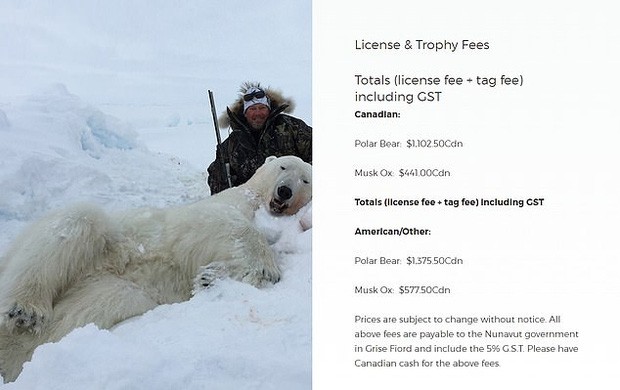 Vạch trần các tour săn bắn 5.000 con gấu Bắc Cực: Huy chương đẫm máu của giới thợ săn giàu có khiến cả thế giới căm phẫn - Ảnh 3.