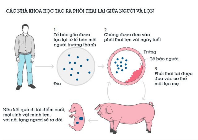 [Bài tối] Nhật Bản vừa cấp phép cho thí nghiệm nuôi phôi lai giữa người và động vật, mở ra chiếc hộp Pandora cho loài người? - Ảnh 2.