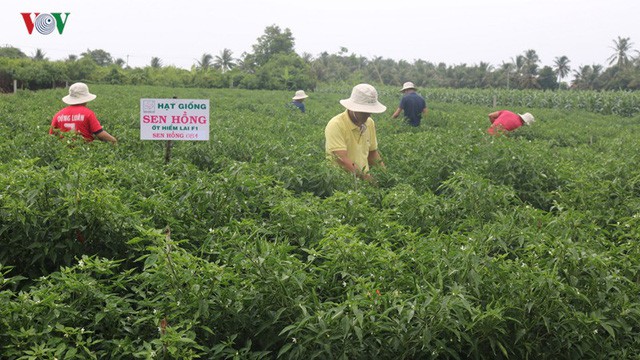  Nông dân thu nhập “khủng” từ mô hình trồng cây ớt dưới chân ruộng  - Ảnh 1.