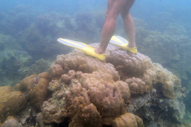 Chỉ đặt nhẹ thanh sắt cũng khiến san hô chết đi - Loài vật này liệu có dễ bị tổn thương đến thế? - Ảnh 4.