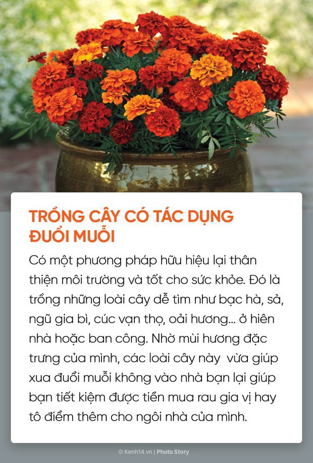  Dịch sốt xuất huyết lại bùng lên, đừng bỏ qua những cách đuổi muỗi đơn giản dễ áp dụng này để muỗi không có cơ hội hại bạn  - Ảnh 3.