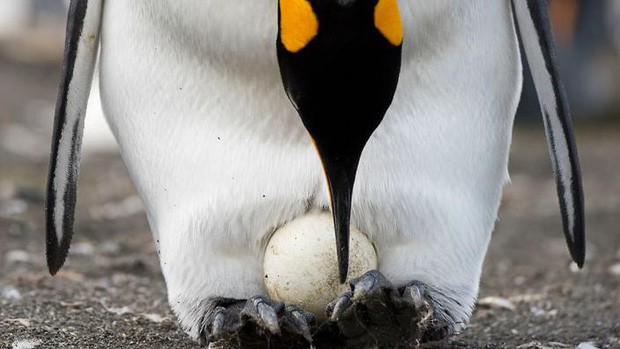 Cặp chim cánh cụt đồng tính được nhận nuôi một quả trứng sau một thời gian dài phải... ấp đá cuội - Ảnh 3.