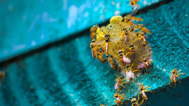 Hơn NỬA TỶ con ong đã chết rụng xác ở Brazil: Bi kịch thực sự của loài ong, sắp bước vào giai đoạn tuyệt chủng - Ảnh 1.