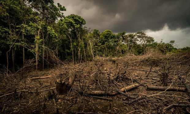 5 cách giải cứu rừng Amazon từ Quỹ Quốc tế Bảo vệ Thiên nhiên WWF: Hãy đọc ngay để biết bạn nên làm gì lúc này - Ảnh 5.