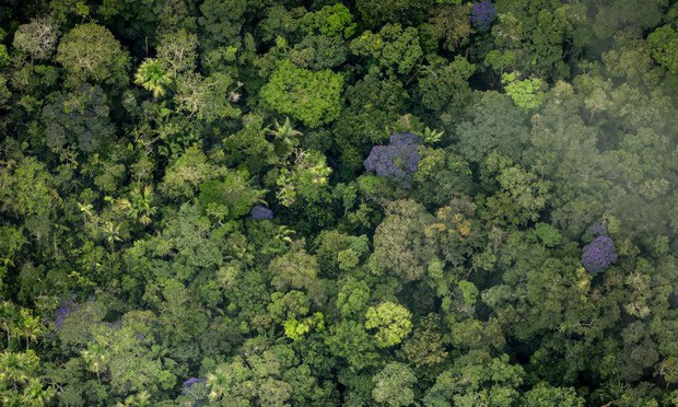 5 cách giải cứu rừng Amazon từ Quỹ Quốc tế Bảo vệ Thiên nhiên WWF: Hãy đọc ngay để biết bạn nên làm gì lúc này - Ảnh 7.