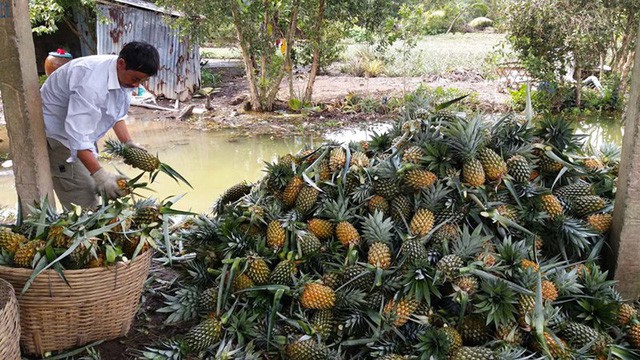  Nông dân vùng Đồng Tháp Mười phấn khởi vì giá dứa tăng vọt  - Ảnh 1.