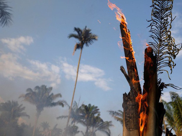 10% loài động vật trên hành tinh như sống trong hỏa ngục vì cháy rừng Amazon: Hậu quả kinh khủng hơn bất kì vụ cháy rừng nào khác - Ảnh 3.