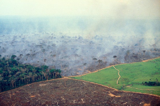 10% loài động vật trên hành tinh như sống trong hỏa ngục vì cháy rừng Amazon: Hậu quả kinh khủng hơn bất kì vụ cháy rừng nào khác - Ảnh 8.