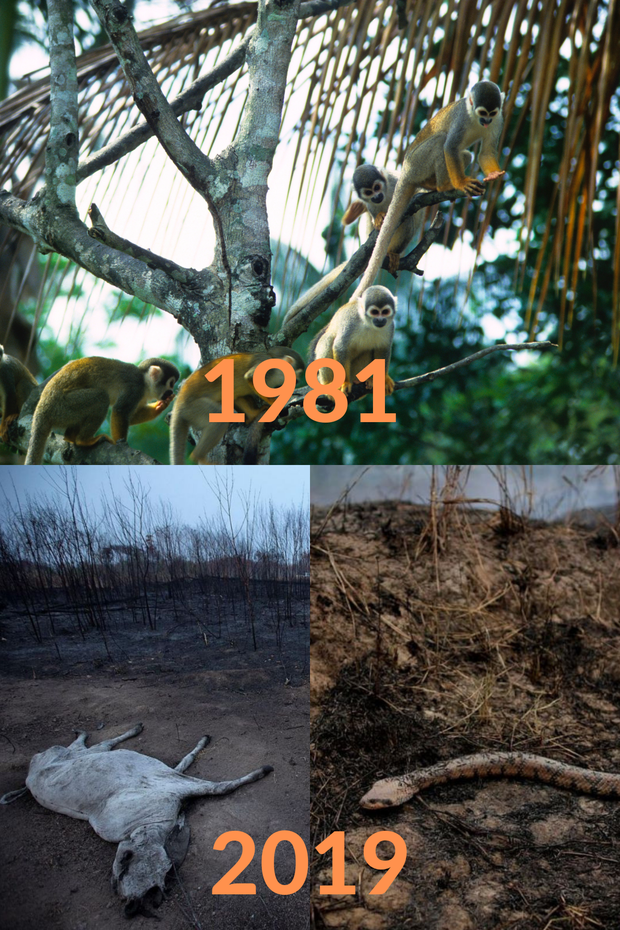 Loạt ảnh Amazon trước và sau đại nạn cháy rừng 2019: Lá phổi xanh ngày nào đã mang đầy bệnh tật do con người đầu độc - Ảnh 1.