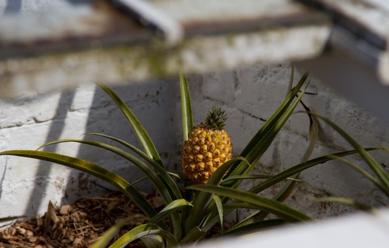 Dứa đắt nhất thế giới 300 triệu đồng/quả có gì đặc biệt? - Ảnh 6.