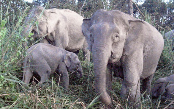 Bất ngờ với xu hướng tiến hóa mất ngà của loài voi trước nạn săn trộm - Ảnh 5.