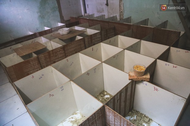 Chàng sinh viên Sài Gòn thu nhập 40 triệu đồng/tháng nhờ nuôi dúi bằng máy lạnh - Ảnh 10.