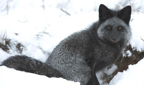 Thí nghiệm thuần hóa của Nga biến loài cáo bạc trở thành chó - Ảnh 6.