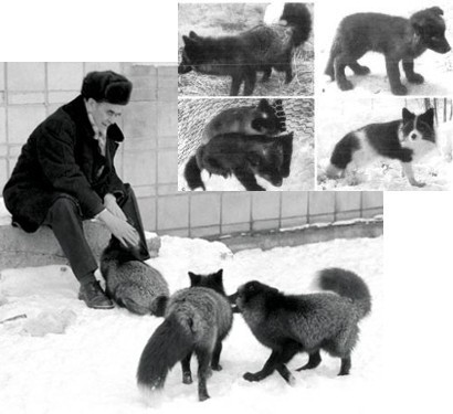 Thí nghiệm thuần hóa của Nga biến loài cáo bạc trở thành chó - Ảnh 8.
