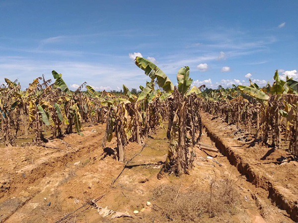 1.500ha trái cây của HAGL tại Lào bị ngập lụt - Ảnh 6.