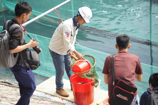 Chuyên gia Nhật thả cá Koi xuống sông Tô Lịch để chứng minh chất lượng nước sau khi xử lý - Ảnh 8.