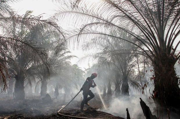 Cháy rừng khiến các nước Đông Nam Á chìm trong khói mù - Ảnh 1.