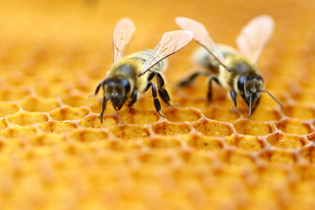 Nếu loài ong tuyệt chủng, rất có thể nhân loại chỉ tồn tại được thêm 4 năm - Ảnh 1.