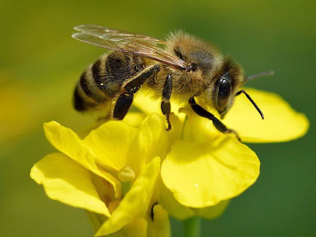Nếu loài ong tuyệt chủng, rất có thể nhân loại chỉ tồn tại được thêm 4 năm - Ảnh 2.