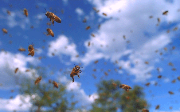 Nếu loài ong biến mất, nhân loại chỉ có thể tồn tại thêm được 4 năm? - Ảnh 3.