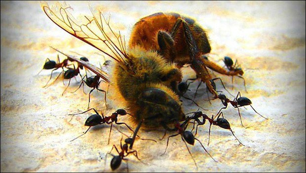 Nếu loài ong tuyệt chủng, rất có thể nhân loại chỉ tồn tại được thêm 4 năm - Ảnh 3.