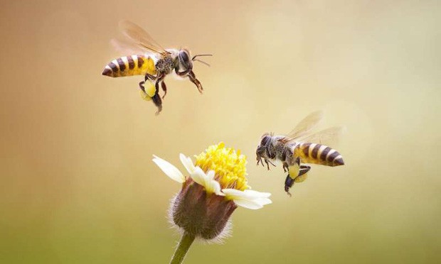 Nếu loài ong tuyệt chủng, rất có thể nhân loại chỉ tồn tại được thêm 4 năm - Ảnh 4.