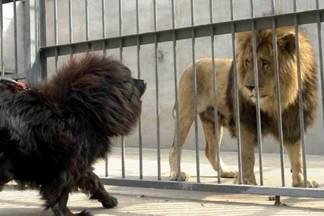Chó Ngao Tây Tạng: Hãy xem hình ảnh cực đáng yêu của chú chó Ngao Tây Tạng - một giống chó khá hiếm có và được yêu thích bởi tính cách trung thành và thông minh. Đừng bỏ lỡ cơ hội để chiêm ngưỡng vẻ đẹp quyến rũ của giống chó đáng yêu này.