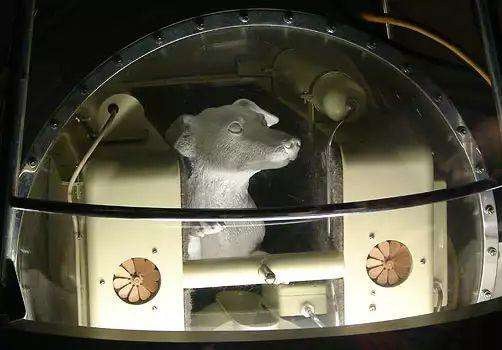 Góc tối của khoa học vũ trụ: Laika - chú chó duy nhất bị trôi dạt ngoài không gian - Ảnh 5.