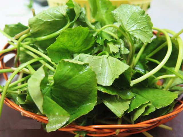 Công dụng tuyệt vời của cây rau má, giúp hạ men gan khi dùng thuốc điều trị ung thư mà không phải ai cũng biết - Ảnh 1. Công dụng tuyệt vời của cây rau má, giúp hạ men gan khi dùng thuốc điều trị ung thư mà không phải ai cũng biết - Ảnh 1.