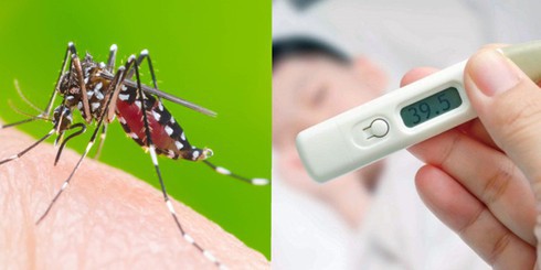 Những điều bí ẩn về sốt xuất huyết: Vì sao 20% dân số hấp dẫn muỗi hơn số còn lại? - Ảnh 1.