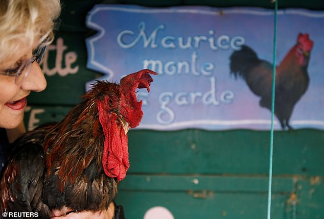 Hàng xóm kiện gà vì tội gáy từ sáng sớm gây chấn động nước Pháp - Ảnh 2.