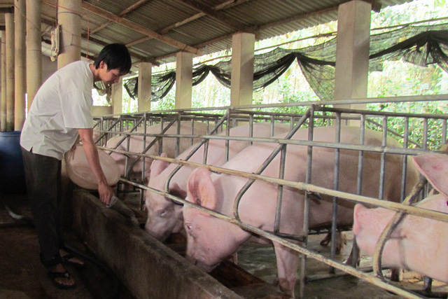  Giá thịt lợn cứ cao quá, người tiêu dùng quay lưng không ăn nữa  - Ảnh 2.