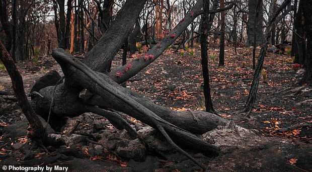 Phượng hoàng lửa tái sinh từ đống tro tàn: Những mầm sống vươn mình tại nơi hứng chịu sự càn quét của Thảm hoạ cháy rừng - Ảnh 1.