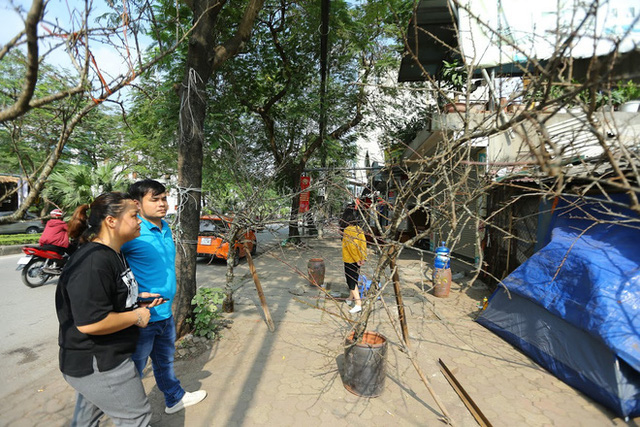  Vượt 300km về Hà Nội, đào rừng không lá không hoa hét giá khó tin gần 200 triệu đồng  - Ảnh 4.