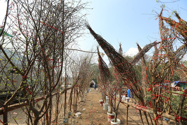  Vượt 300km về Hà Nội, đào rừng không lá không hoa hét giá khó tin gần 200 triệu đồng  - Ảnh 5.