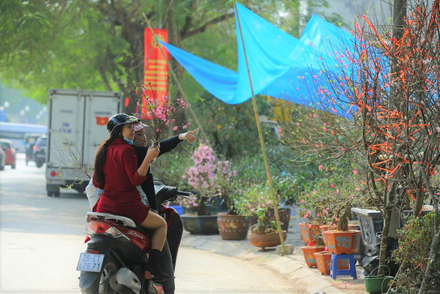 Vượt 300km về Hà Nội, đào rừng không lá không hoa hét giá khó tin gần 200 triệu đồng  - Ảnh 7.