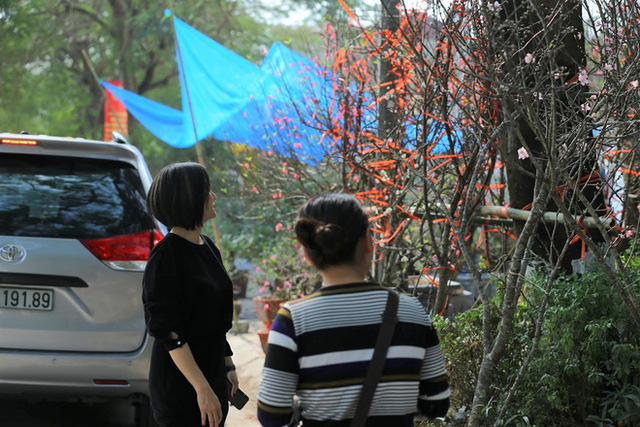  Vượt 300km về Hà Nội, đào rừng không lá không hoa hét giá khó tin gần 200 triệu đồng  - Ảnh 8.