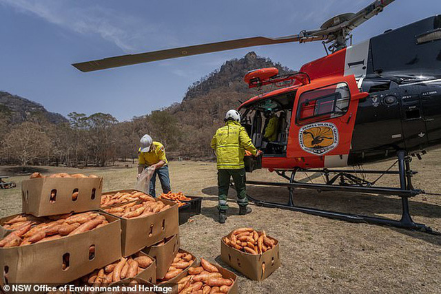 Úc: Mưa cà rốt và khoai lang cứu đói động vật bị cháy rừng - Ảnh 2.