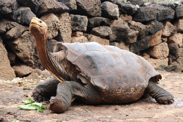 Cụ rùa trăm tuổi nghỉ hưu sau 43 năm miệt mài phối giống cứu cả loài khỏi tuyệt chủng, làm cha của hơn 800 đứa con - Ảnh 1.