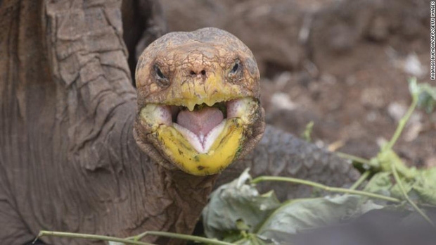 Cụ rùa trăm tuổi nghỉ hưu sau 43 năm miệt mài phối giống cứu cả loài khỏi tuyệt chủng, làm cha của hơn 800 đứa con - Ảnh 3.