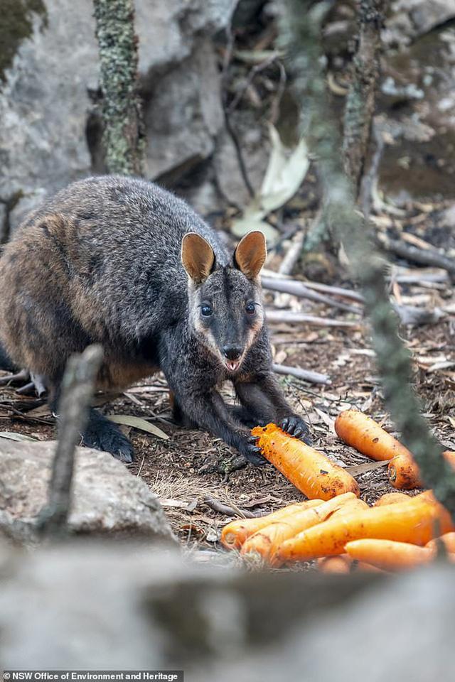 Úc: Mưa cà rốt và khoai lang cứu đói động vật bị cháy rừng - Ảnh 4.