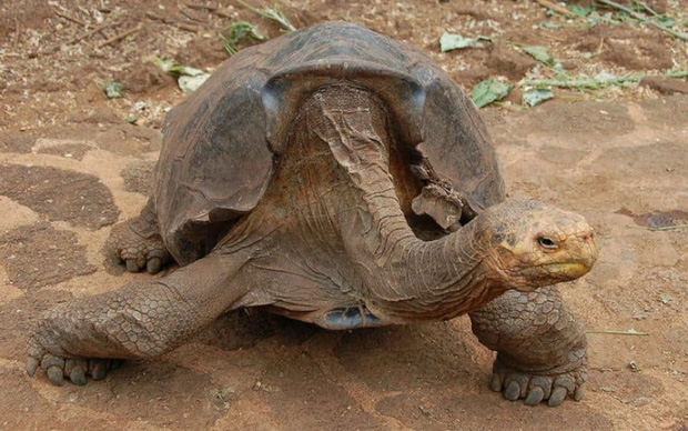 Cụ rùa trăm tuổi nghỉ hưu sau 43 năm miệt mài phối giống cứu cả loài khỏi tuyệt chủng, làm cha của hơn 800 đứa con - Ảnh 4.