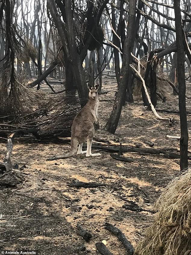 Úc: Mưa cà rốt và khoai lang cứu đói động vật bị cháy rừng - Ảnh 8.