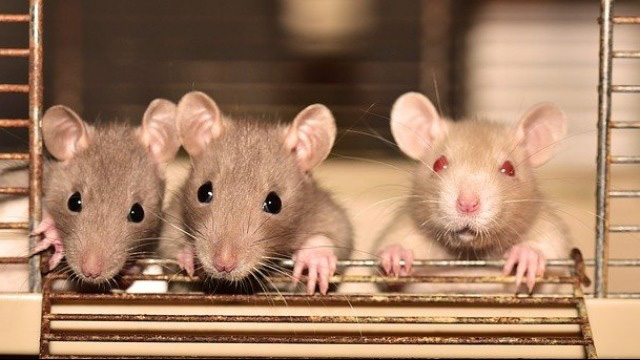Năm Canh Tý nói chuyện chuột: Những sự thật thú vị về loài chuột - Ảnh 8.