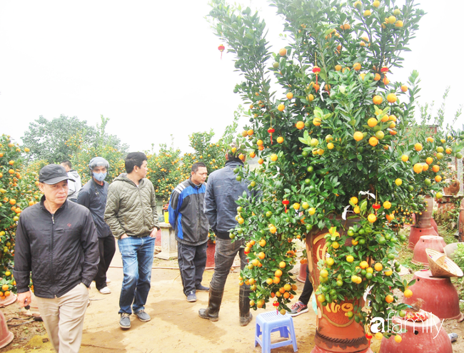 Quất tết (Kumquat for Lunar New Year): Quất tết là loại cây hoa quả được rất nhiều gia đình sử dụng để trang trí ngôi nhà trong dịp Tết Nguyên Đán. Hình ảnh các cành quất tết mọng trái, xanh tươi, rực rỡ sắc xuân sẽ đem lại cảm giác hân hoan, tươi mới và tài lộc cho một năm mới đầy may mắn.