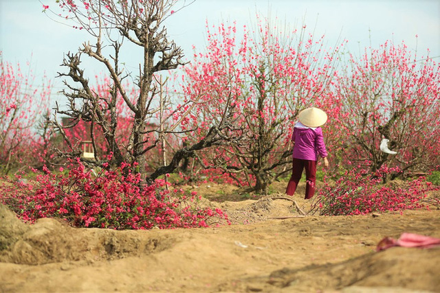 Xót xa vựa đào Nhật Tân nở hoa đỏ rực trước Tết, người dân ngậm ngùi hái bỏ cả nghìn bông - Ảnh 12.