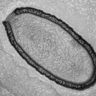 Các nhà khoa học tìm thấy 28 loài virus chưa từng được biết tới trong mẫu băng có từ Kỷ băng hà - Ảnh 2.
