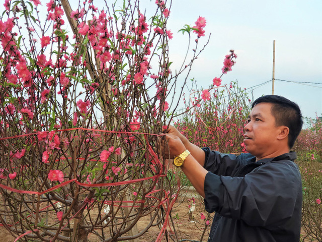 Xót xa vựa đào Nhật Tân nở hoa đỏ rực trước Tết, người dân ngậm ngùi hái bỏ cả nghìn bông - Ảnh 6.