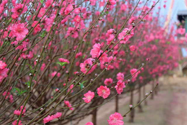 Xót xa vựa đào Nhật Tân nở hoa đỏ rực trước Tết, người dân ngậm ngùi hái bỏ cả nghìn bông - Ảnh 8.